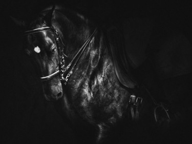 Fotografia zatytułowany „The Spanish equestr…” autorstwa Sol Marrades, Oryginalna praca, Fotografia filmowa