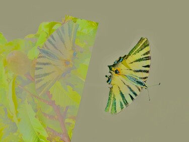 Arts numériques intitulée "PAPILLON" par Solune, Œuvre d'art originale, Photographie numérique