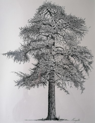 Dessin intitulée "Arbre - Cèdre" par Luis Margallo, Œuvre d'art originale, Encre