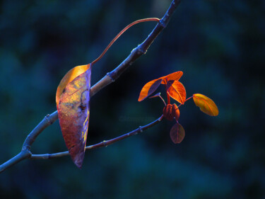 Fotografia intitulada "Autumn leaf at dusk" por Sonia Schalch, Obras de arte originais