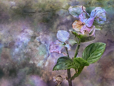 Photographie intitulée "Hydrangea close by…" par Sonia Schalch, Œuvre d'art originale