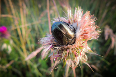 Photographie intitulée "Whispers of a Fores…" par Sonja Bajramovic, Œuvre d'art originale