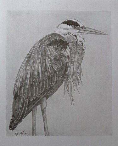 Drawing titled "Heron cendré" by Sophie Dumont (heavenly), Original Artwork, Graphite