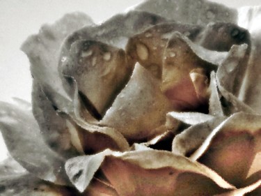 Photographie intitulée "Roses avec gouttes" par Sophie Uguet, Œuvre d'art originale, Photographie numérique