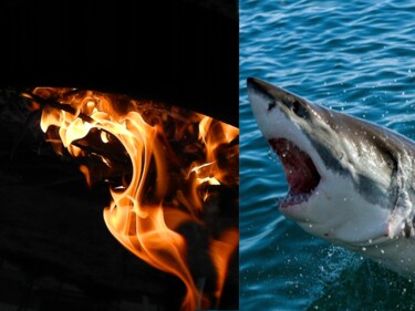 Photographie intitulée "fire-shark" par Sorin Niculae Lazar, Œuvre d'art originale