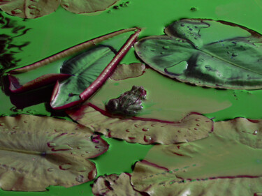 Fotografie mit dem Titel "king-frog" von Sorin Niculae Lazar, Original-Kunstwerk