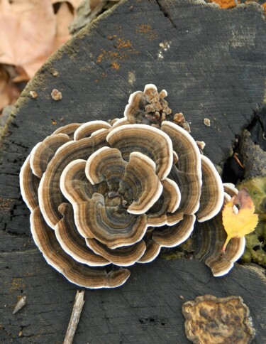 "trametes-versicolor…" başlıklı Fotoğraf Sorin Niculae Lazar tarafından, Orijinal sanat