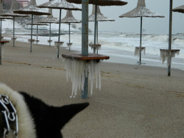 Photographie intitulée "Sea-ice-and-dog" par Sorin Niculae Lazar, Œuvre d'art originale