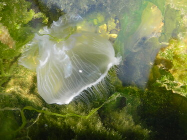 Photography titled "Jellyfish" by Sorin Niculae Lazar, Original Artwork