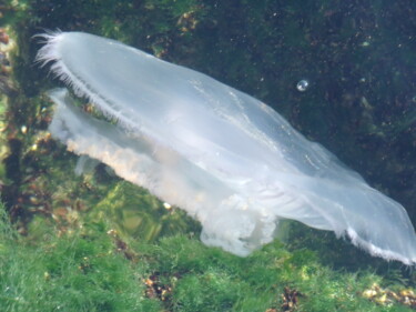 Photographie intitulée "Jellyfish-2" par Sorin Niculae Lazar, Œuvre d'art originale