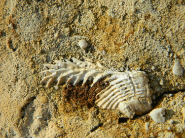 Fotografia intitolato "Fossil" da Sorin Niculae Lazar, Opera d'arte originale