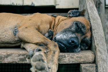 Photographie intitulée "Vieux chien endormi" par Adam Bahia, Œuvre d'art originale, Photographie numérique