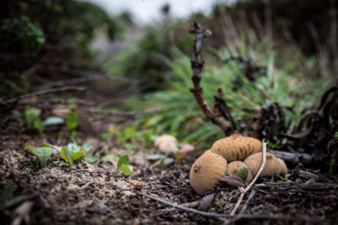 Photographie intitulée "champignons sauvages" par Adam Bahia, Œuvre d'art originale, Photographie numérique