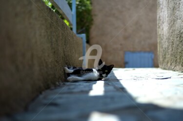 Photography titled "le chat en corse" by Soya, Original Artwork