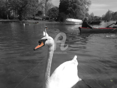 Photography titled "swan color splash" by Splash, Original Artwork