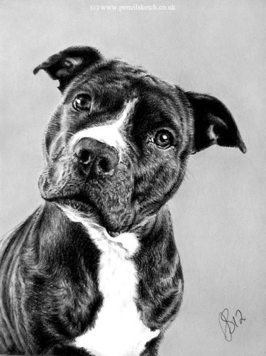 Drawing titled "pencil-pet-portrait…" by Anna Shipstone, Original Artwork, Other