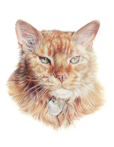 Drawing titled "portrait-pet-cat.jpg" by Anna Shipstone, Original Artwork, Other