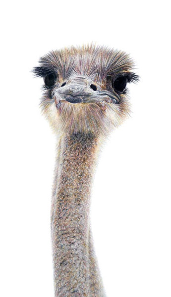 portrait-animal.jpg Drawing titled "portrait-animal.jpg" by Anna Shipstone, Original Art, Other