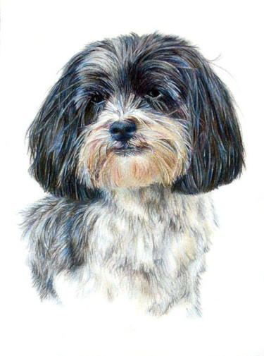Drawing titled "pet-portrait-rosie.…" by Anna Shipstone, Original Artwork, Other