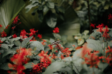 摄影 标题为“Cute butterfly surr…” 由Victoria Yuskevych, 原创艺术品, 数码摄影