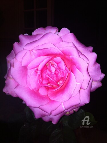 Photographie intitulée "Rose rose" par Stanislas Dabrowicz, Œuvre d'art originale, Photographie numérique