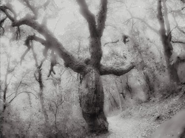 Photographie intitulée "Witch's Tree" par Steevens Hill, Œuvre d'art originale