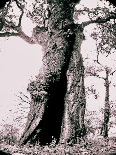 Photographie intitulée "Tree's Darkness" par Steevens Hill, Œuvre d'art originale, Photographie numérique