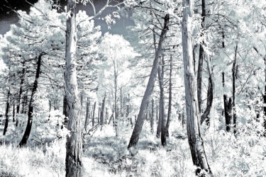 Fotografia intitolato "Ikey Infra Wood" da Steevens Hill, Opera d'arte originale, Fotografia digitale