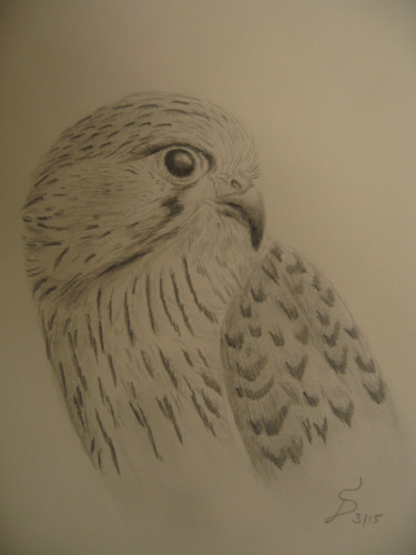Drawing titled "le faucon / Der Fal…" by Stefan Dhein, Original Artwork, Pencil