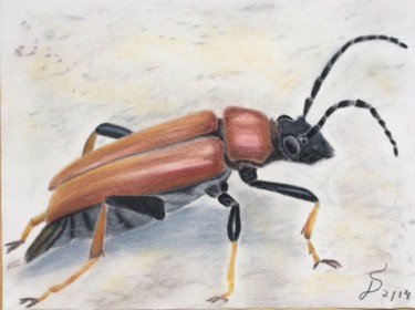 Schilderij getiteld "Käfer /  coleoptere" door Stefan Dhein, Origineel Kunstwerk, Pastel