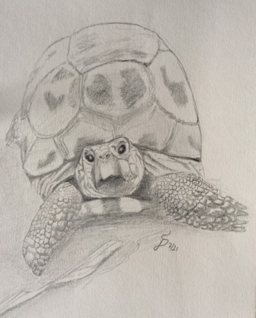 Drawing titled "Landschildkröte" by Stefan Dhein, Original Artwork, Pencil