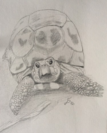 Disegno intitolato "Landschildkröte" da Stefan Dhein, Opera d'arte originale, Matita