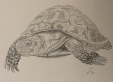 Zeichnungen mit dem Titel "Schildkröte" von Stefan Dhein, Original-Kunstwerk, Bleistift