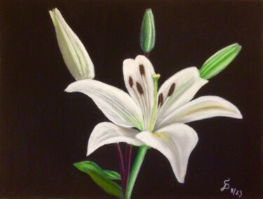 Malerei mit dem Titel "Weisse Lilie" von Stefan Dhein, Original-Kunstwerk, Pastell