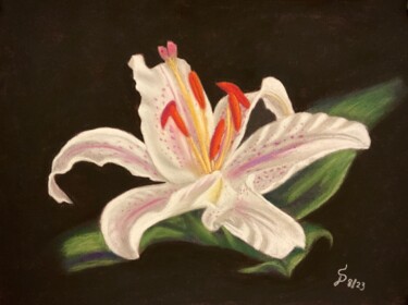 Painting titled "Pink lily" by Stefan Dhein, Original Artwork, Pastel