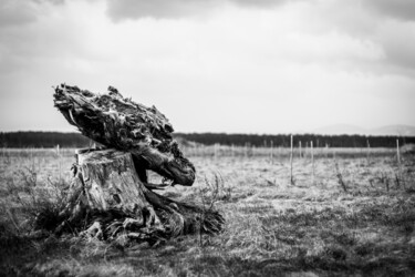 Fotografie mit dem Titel "Baum Skulptur" von Stefan Pfeiffenberger (Mr. Pipesmountain), Original-Kunstwerk, Digitale Fotogra…