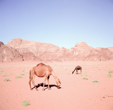 Fotografie mit dem Titel "Camels of the Red D…" von Stefana Savic, Original-Kunstwerk, Analog Fotografie