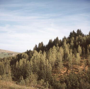 Fotografie getiteld "Firs and Pines" door Stefana Savic, Origineel Kunstwerk, Film fotografie