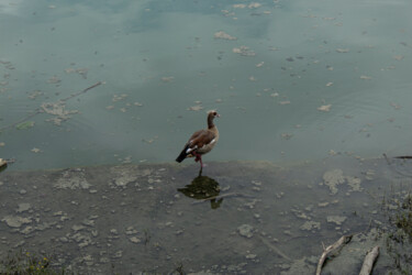 Photographie intitulée "Bird" par Stefano Bellanova, Œuvre d'art originale, Photographie numérique