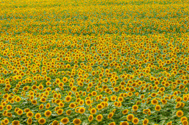 Fotografía titulada "girasoli" por Stefano Roberto Salvioli, Obra de arte original, Fotografía digital