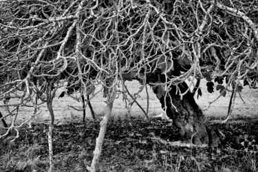 Fotografia zatytułowany „formentera5.jpg LIM…” autorstwa Stefano Sandonnini, Oryginalna praca, Fotografia cyfrowa