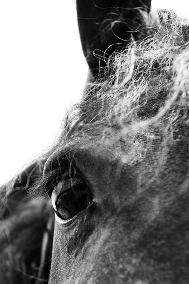 Fotografia intitolato "HORSE 1" da Stefano Ceretti, Opera d'arte originale