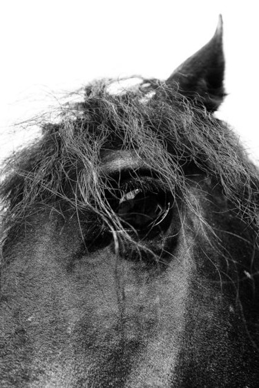 Fotografia intitolato "HORSE 2" da Stefano Ceretti, Opera d'arte originale