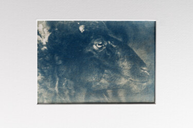 摄影 标题为“Goat Portrait” 由Stephan Larroque, 原创艺术品, 电影摄影 安装在纸板上