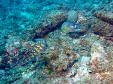 Photographie intitulée "Murène Moray" par Stéphane Billiau, Œuvre d'art originale, Photographie numérique