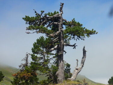 Fotografia zatytułowany „Mon arbre” autorstwa Stéphane Billiau, Oryginalna praca, Fotografia cyfrowa