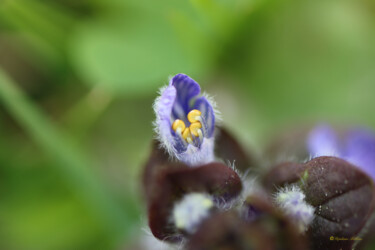 Fotografie getiteld "Micro flower" door Stéphane Billiau, Origineel Kunstwerk, Digitale fotografie