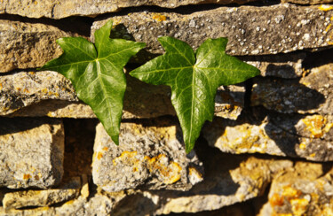 Fotografia intitulada "Feuilles de lierre" por Stephane Delagneau, Obras de arte originais, Fotografia digital