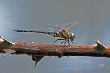 Photography titled "Anax empereur de pr…" by Stéphane Etienne, Original Artwork