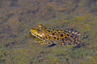 Photography titled "Grenouille du Biodi…" by Stéphane Etienne, Original Artwork